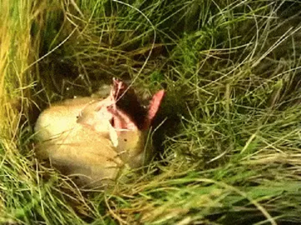 Tìm thêm một lúc, người đàn ông phát hiện "con vật" bên trong có màu đỏ như vẫn đang nằm bên trong một bọc nước ối chưa thoát ra được. Cuối cùng quả trứng đã nở, thứ màu đỏ bên trong đã xuyên thủng lớp màng bao bọc để chui ra ngoài.