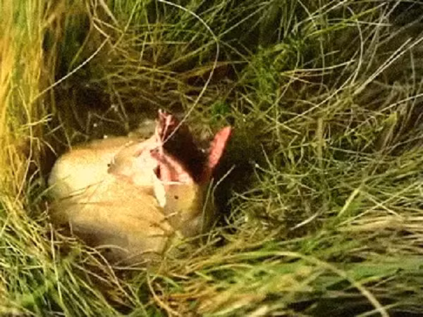 Tìm thêm một lúc, người đàn ông phát hiện "con vật" bên trong có màu đỏ như vẫn đang nằm bên trong một bọc nước ối chưa thoát ra được. Cuối cùng quả trứng đã nở, thứ màu đỏ bên trong đã xuyên thủng lớp màng bao bọc để chui ra ngoài.