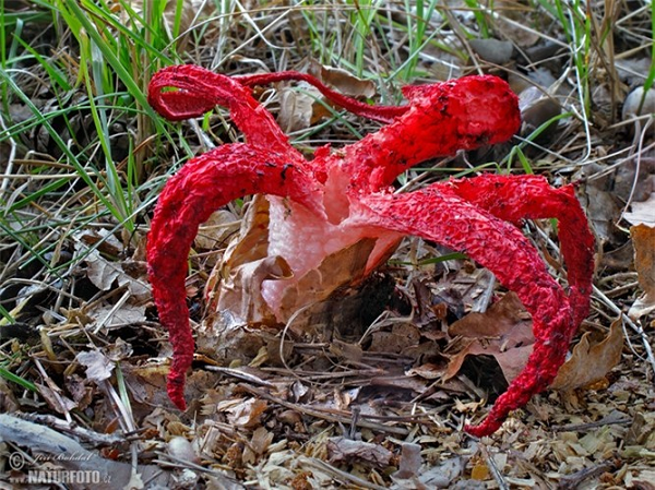 Đặc biệt, sau khi nở, các xúc tu để lộ ra chất gì đó màu đen bên trong, chúng còn toát ra mùi hôi thối đáng sợ. Cuối cùng người dân địa phương đã giải đáp thắc mắc cho anh chàng này.