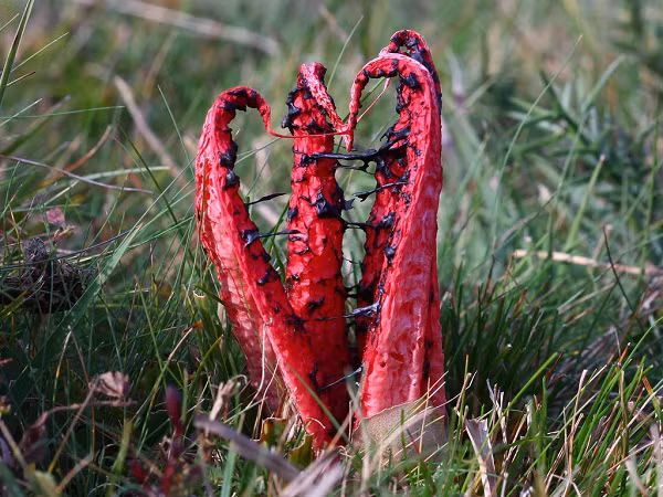 Mặc dù các nhà phân tích xác nhận mọi thành phần trong nấm không độc nhưng mọi người không dám ăn thử chúng vì mùi quá hôi thối.