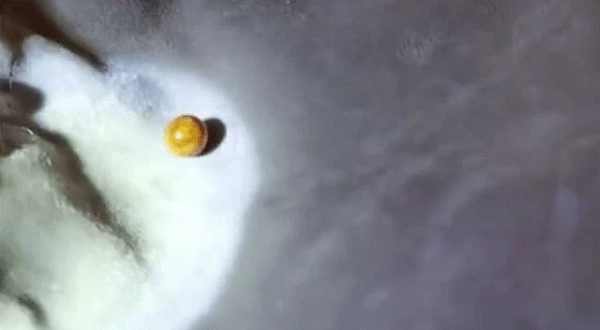 Cô Trần cho biết mình đang ăn ốc xà cừ thì bất ngờ cắn phải một vật rất cứng mà không phải vỏ ốc. Khi lôi nó ra, cô đã vô cùng bất ngờ khi đó là một viên ngọc màu nâu sẫm.