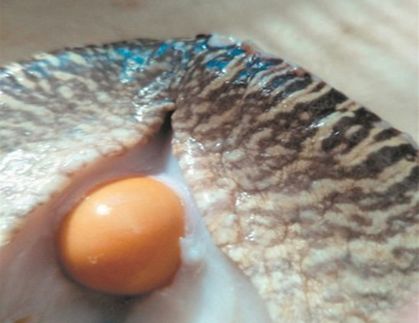 Giá của mỗi một viên ngọc ốc xà cừ như thế này tối thiểu là 50.000 NDT (khoảng 177 triệu đồng). Thêm vào đó, tỷ lệ ốc xà cừ biết sản xuất ngọc cũng rất nhỏ, chỉ 1/50 ngàn con mà thôi và số ngọc hình thành được càng thấp hơn nữa.