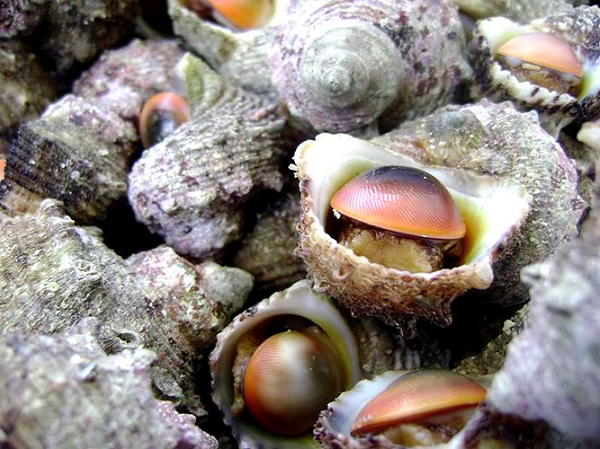 Về mặt kĩ thuật, ngọc ốc xà cừ chỉ là một cục vôi, không phải một viên ngọc nhưng người ta vẫn gọi chúng là ngọc vì rõ ràng độ rực rỡ của nó còn tuyệt sắc hơn hẳn nhiều loại ngọc trai thật khác.