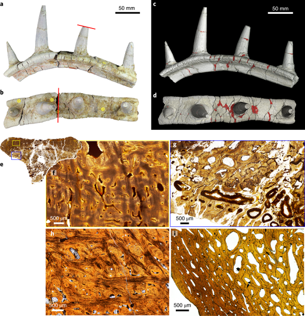 Theo tiến sĩ Susannah Maidment từ Bảo tàng Lịch sử tự nhiên London (Anh), người đứng đầu nghiên cứu, hóa thạch gồm 4 chiếc gai nhọn lớn như những chiếc sừng, được hợp nhất vào xương sườn của con quái vật, hoàn toàn khác với các ankylosaur khác.