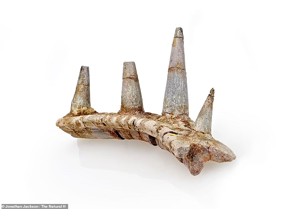 Tuy nhiên hóa thạch mới cho thấy con ankylosaur này cổ xưa hơn rất nhiều các anh chị em họ: nó tận 168 triệu tuổi, và là một loài chưa từng được ghi nhận trên thế giới.