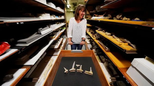 "Lúc đầu, chúng tôi nghĩ rằng mẫu vật có thể là một phần của stegosaur, trước đó đã tìm thấy chúng ở cùng một vị trí. Nhưng khi kiểm tra kỹ hơn, chúng tôi nhận ra hóa thạch không giống bất cứ thứ gì chúng tôi từng thấy", nhà nghiên cứu giải thích.