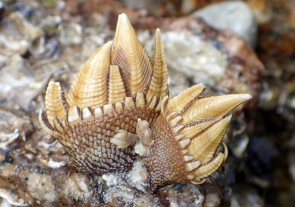 Cách ăn của ốc chân rùa cũng rất đơn giản, chỉ cần luộc chín trong nước và thưởng thức cũng đã đủ để cảm nhận độ thơm ngọt khó quên.