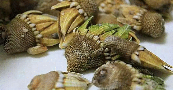 Loại ốc này thực sự giá trị cao do sản lượng không nhiều, cách thu hoạch khó nên giá thành của chúng rất cao. Giá của một cân đã lên tới hàng triệu đồng.