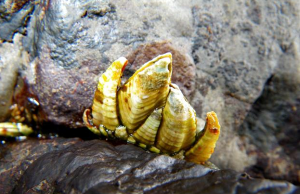 Ốc chân rùa phải được thu hoạch trực tiếp mới đảm bảo hương vị tươi ngon nên những ngư dân phải tìm những tảng đá mà chúng bám rất chặt vào.