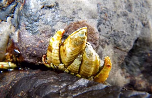 Ốc chân rùa phải được thu hoạch trực tiếp mới đảm bảo hương vị tươi ngon nên những ngư dân phải tìm những tảng đá mà chúng bám rất chặt vào.