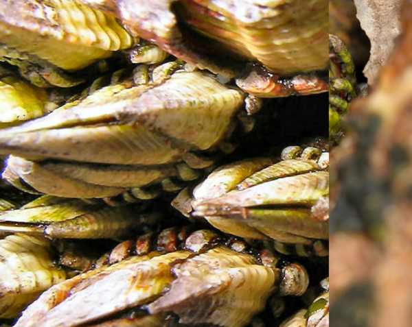 Thời gian bảo quản của ốc chân rùa cũng vô cùng ngắn, chỉ khi nào có khách đặt ngư dân mới bắt đầu đi khai thác. Họ cũng phải bóc chúng ra một cách khéo léo, nếu bị rách trực tiếp khi tách ra khỏi đá, ốc chân rùa sẽ chết và không thể tiêu thụ được.