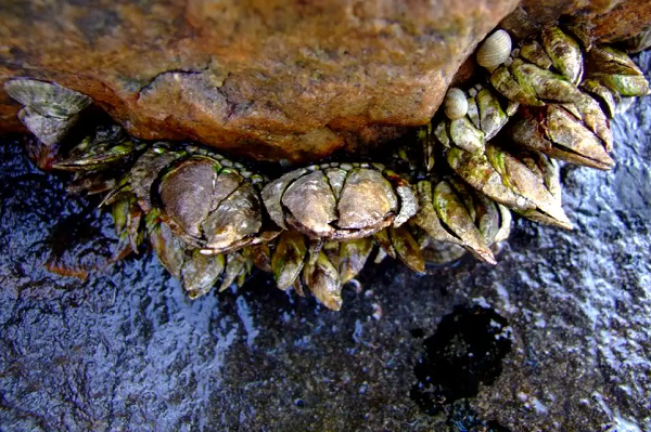 Giá của ốc chân rùa khi cao nhất là 200-300 Euro/kg (khoảng hơn 5 triệu đồng tới gần 8 triệu VND/kg). Tại nhà hàng, mỗi đĩa ốc loại này có giá khoảng 100 Euro (tương đương gần 3 triệu VND).