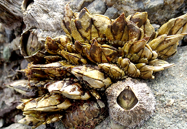 Được biết, bên cạnh hương vị thơm ngon và độ quý hiếm của mình, ốc chân rùa còn rất giàu vitamin, Iốt và Canxi rất tốt cho sức khỏe của con người.