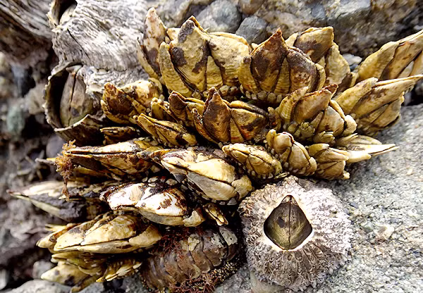 Được biết, bên cạnh hương vị thơm ngon và độ quý hiếm của mình, ốc chân rùa còn rất giàu vitamin, Iốt và Canxi rất tốt cho sức khỏe của con người.