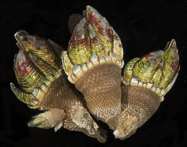 Ốc chân rùa không thể nuôi trong môi trường nhân tạo mà phải tự sinh sống và phát triển ngoài biển khơi xa xôi. Không những thế, chúng rất khó để đánh bắt và công việc thu hoạch ốc chân rùa tương đối nguy hiểm.