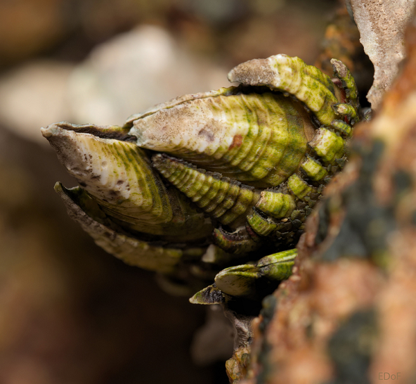 Muốn thu hoạch ốc chân rùa, ngư dân phải đi tàu ra biển rồi lặn xuống tìm những con ốc đang bám chặt trên các tảng đá sắc nhọn. Những tảng đá sắc nhọn có thể xé rách da thịt và sóng biển lớn cũng có thể khiến nhiều thợ lặn bị thương, thậm chí mất mạng.