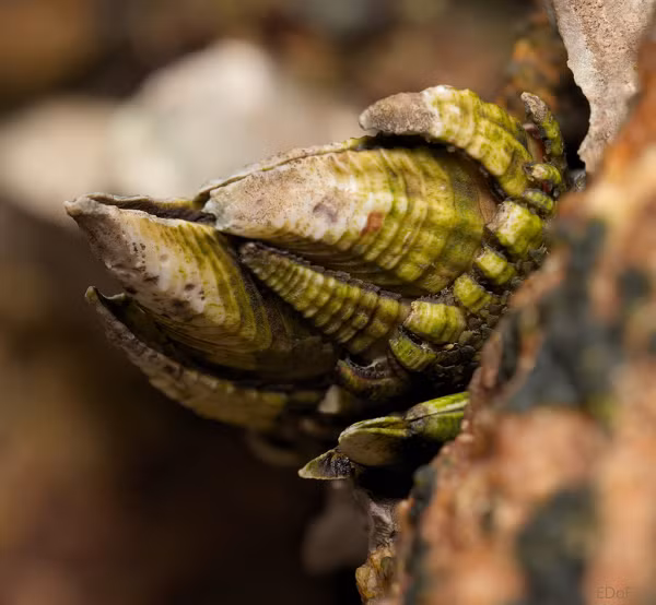 Muốn thu hoạch ốc chân rùa, ngư dân phải đi tàu ra biển rồi lặn xuống tìm những con ốc đang bám chặt trên các tảng đá sắc nhọn. Những tảng đá sắc nhọn có thể xé rách da thịt và sóng biển lớn cũng có thể khiến nhiều thợ lặn bị thương, thậm chí mất mạng.
