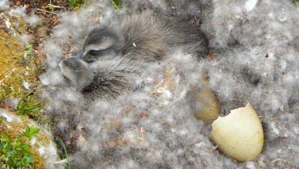 Lông vịt Eider vừa nhẹ, vừa bền lại có tính cách nhiệt cao. Loại lông vịt Eider được lựa chọn kỹ lưỡng được bán với giá hàng nghìn euro (đô la) một kg, phục vụ cho những nhà sản xuất đang tìm kiếm các sản phẩm độc quyền.