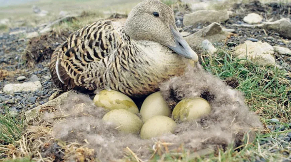 Đây là loài vịt biển lớn, sống và sinh sản dọc theo các bờ biển ở Bắc bán cầu ở Đông Bắc Châu Âu, Bắc Mỹ và Châu Á. Chúng thường dành phần lớn thời gian trong năm ở các vùng biển vĩ độ cao, sau đó di chuyển đến vùng lãnh nguyên Bắc Cực để sinh sản vào tháng 6 và tháng 7.