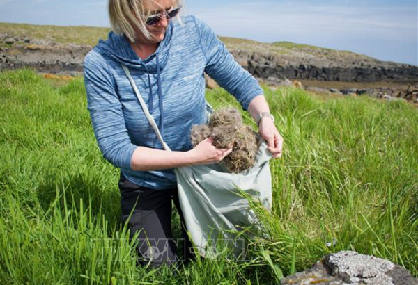 Vịt Eider cái, với bộ lông màu nâu sẫm với các sọc đen, có hình dáng tương tự như vịt trời nhưng lớn hơn một chút. Lông của vịt cái Eider cung cấp nguồn sợi chính cho các nông dân đi thu hoạch, chủ yếu là lớp lông lót ở các ổ vịt khi chúng đến kỳ sinh đẻ.