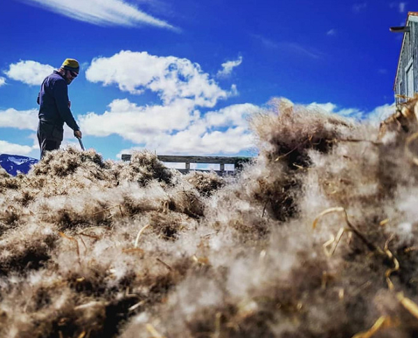 Người thu hoạch phải có thể nhặt một gói 40-50 gram lông và nếu nó vẫn còn nguyên vẹn và không bị rơi ra ngoài thì nó đạt chất lượng. Điều thú vị là, Eider là một trong số ít những loài vật bị săn chỉ để thu hoạch sản phẩm phụ của chúng.