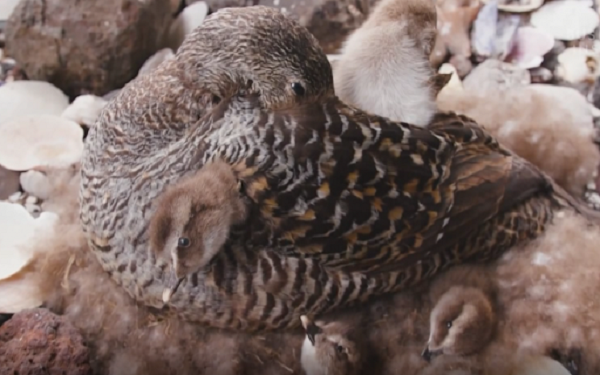 Chúng thường đẻ từ 4-7 quả trứng/lần. Cuộc săn lùng những chiếc lông vũ quý giá nhất trên thế giới đã bắt đầu được hơn một thiên niên kỷ qua.