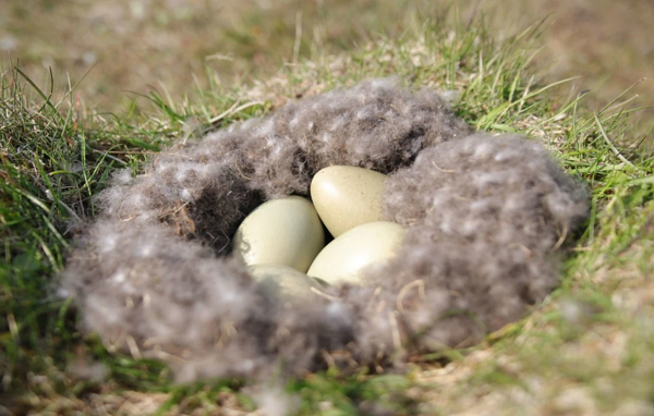 Cứ tới hè, khoảng 400 thợ săn sẽ càn quét một hòn đảo nhỏ, hẻo lánh ở Vịnh Breizafjörzur của Iceland để tìm kiếm một kho báu đặc biệt, đó là bộ lông vũ đắt nhất thế giới đến từ những con vịt biển Eider.