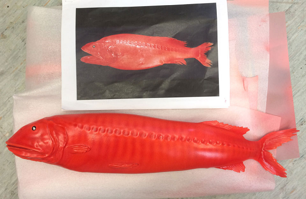 Đặc biệt, có một điều vô cùng khó hiểu về loài sinh vật này đó là: toàn bộ 120 cá thể cá vòi rồng mà các nhà khoa học nghiên cứu đều là ấu trùng hoặc con non.