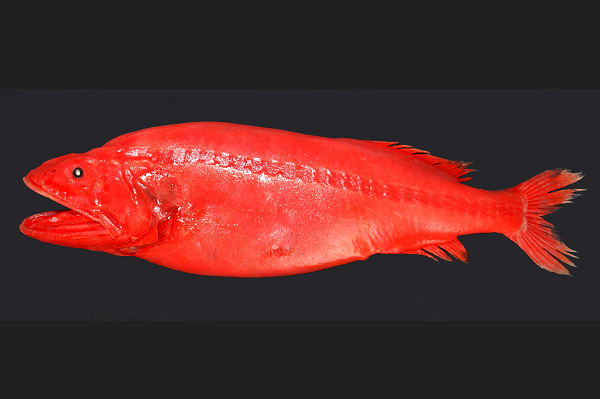 Trong khi đó, cá Whalefish cái trải qua ít thay đổi hơn so với cá đực. Cơ thể con cái màu cam và đỏ tuyệt đẹp, trong khi con đực chỉ có một màu. Cơ thể chúng khi nở ra trông giống một con cá voi tấm sừng hàm thu nhỏ, sau phát triển đến kích thước lớn hơn nhiều so với đồng loại đực.