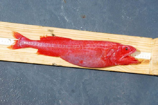 Cá Whalefish trải qua một quá trình biến đổi đáng kinh ngạc từ khi còn nhỏ đến tuổi trưởng thành, nhưng kết quả phụ thuộc vào giới tính của nó. Khi là ấu trùng, nó không vảy, có đuôi dài và miệng giống như có một vết cắn hài hước, sống và kiếm ăn gần bề mặt đại dương.