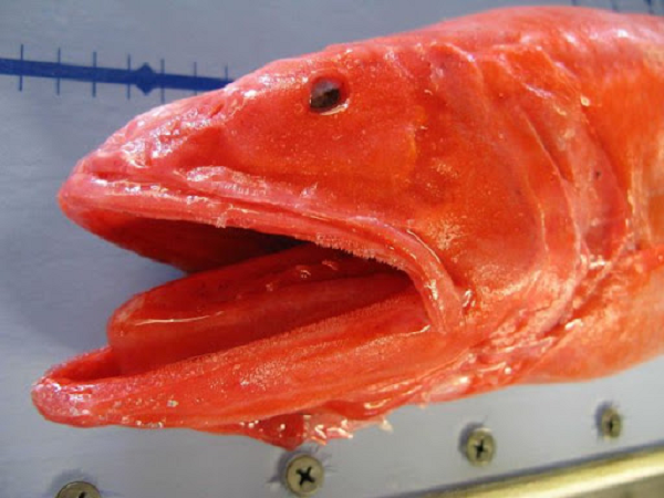 Vì vậy các nhà nghiên cứu dù cố tìm kiếm những cũng không hiểu những con cá trưởng thành đã đi đâu. Năm 1966, các nhà khoa học lại phát hiện ra một loài cá mới gọi là cá Mũi to. Chúng có một chiếc mũi phình to bất thường và hàm trên không cử động được.