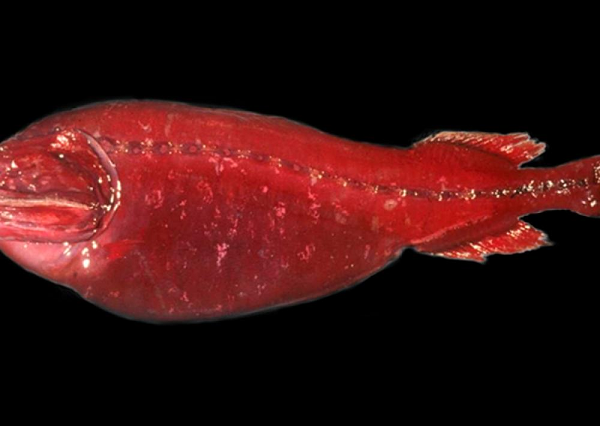 Những con đực thường nuốt sống con mồi là những loài động vật giáp xác, giữ trong cơ thể để tạo ra năng lượng.