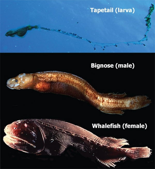 Bên trong cơ thể của cá Whalefish cũng trải qua một sự biến đổi hoàn toàn thực quản và dạ dày biến mất, thay vào đó là các cơ quan sinh dục cùng một lá gan khổng lồ.
