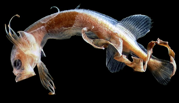 Loài cá mới này có ngoại hình hoàn toàn khác so với cá Whalefish trước đó. Chúng còn được tìm thấy sinh sống gần bề mặt đại dương thay vì dưới bề mặt sâu như cá Whalefish.