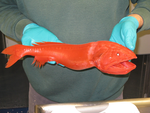 Các nhà khoa học hiện biết rất ít về thói quen của loài cá này, chúng sống và hoạt động ở nơi độ sâu lớn dưới mặt biển, kiếm ăn bằng ánh sáng mờ ảo, rút lui về độ an toàn của độ sâu vào ban ngày.