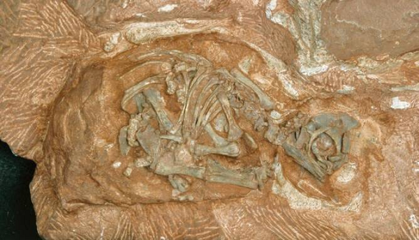 Trước đây, các nhà khoa học đặt ra câu hỏi:" quả trứng của loài vật "vĩ đại" này cần bao lâu để nở"?