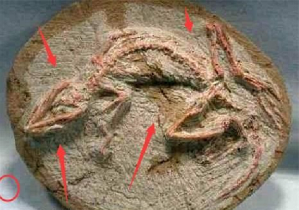 Các quả trứng khủng long có đường kính từ 10 đến hơn 20 cm và được xếp thành nhiều lớp. Điều này chứng tỏ con khủng long này đã đến đây nhiều lần trong một thời gian dài.