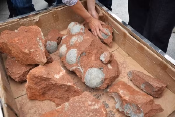 Đầu tiên, các nhà khoa học phân tích những mẫu phôi hóa thạch từ 2 loài khủng long: Protoceratops (loài này có kích cỡ của một con vịt với trứng rất nhỏ nặng khoảng 194 gram), và một loài khổng lồ Hypacrosaurus (trứng của chúng nặng tới 4kg).