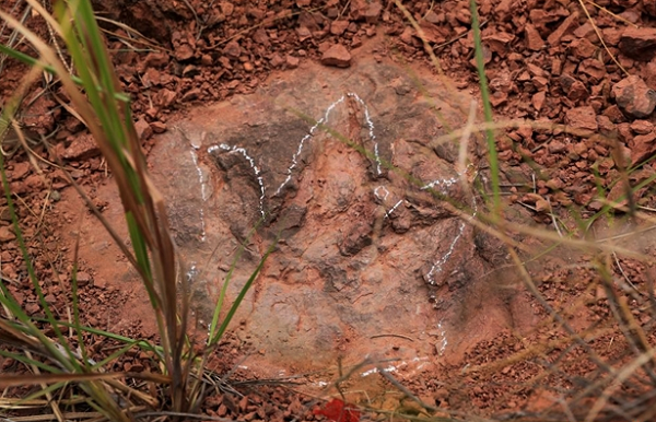 Bằng công nghệ tiên tiến, các nhà khoa học đã nghiên cứu mẫu phôi thai hóa thạch, từ đó hiểu hơn về tập tính sống cũng như nguyên nhân tuyệt chủng của khủng long - loài động vật đã từng thống trị Trái đất thời cổ đại.