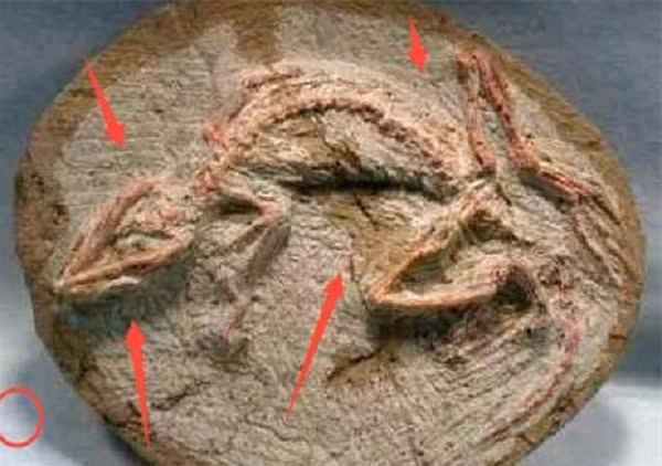 Các quả trứng khủng long có đường kính từ 10 đến hơn 20 cm và được xếp thành nhiều lớp. Điều này chứng tỏ con khủng long này đã đến đây nhiều lần trong một thời gian dài.