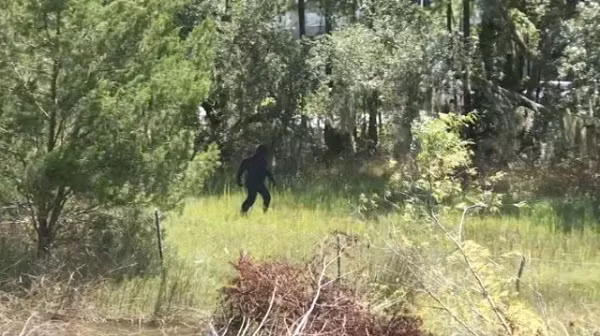 "Nó có mái tóc dài màu xám và trắng, với làn da xám đen hiện rõ trên mặt và bàn tay, cũng như trên ngực." Theo Bill, con quái vật cuối cùng cũng trèo xuống và biến mất vào rừng cây.