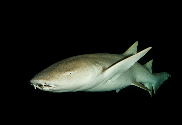 "Tôi chưa từng thấy nó trước đây. Những người bạn là nhà sinh vật biển của tôi đều khẳng định nó vô cùng quý giá", Erivaldo Silva chia sẻ. "Lúc đầu tôi đã đoán nó là thứ kỳ lạ, nhưng không ngờ tới mức vậy".