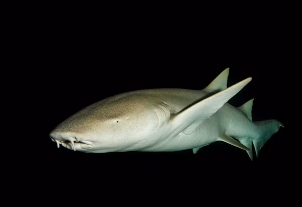 "Tôi chưa từng thấy nó trước đây. Những người bạn là nhà sinh vật biển của tôi đều khẳng định nó vô cùng quý giá", Erivaldo Silva chia sẻ. "Lúc đầu tôi đã đoán nó là thứ kỳ lạ, nhưng không ngờ tới mức vậy".