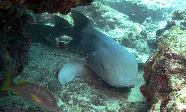 Cá mập miệng bản lề được tìm thấy chủ yếu ở những vùng nước ấm và cạn phía Tây Đại Tây Dương và phía Đông Thái Bình Dương. Chúng được phân bố rộng rãi dọc khắp các phạm vi sinh sống.