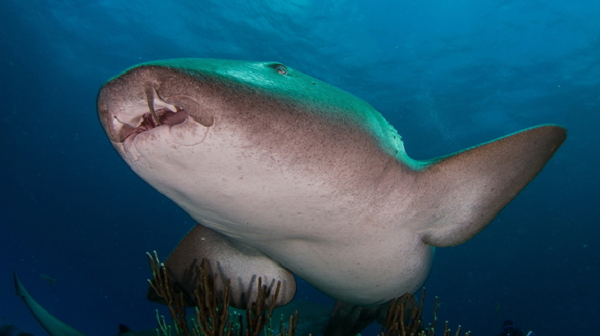 Các tài liệu về loài cá mập này cũng còn rất hạn chế, vì số lượng đặc biệt ít ỏi của chúng. Tên khoa học của Cá mập miệng bản lề là “Ginglymostoma cirratum”.