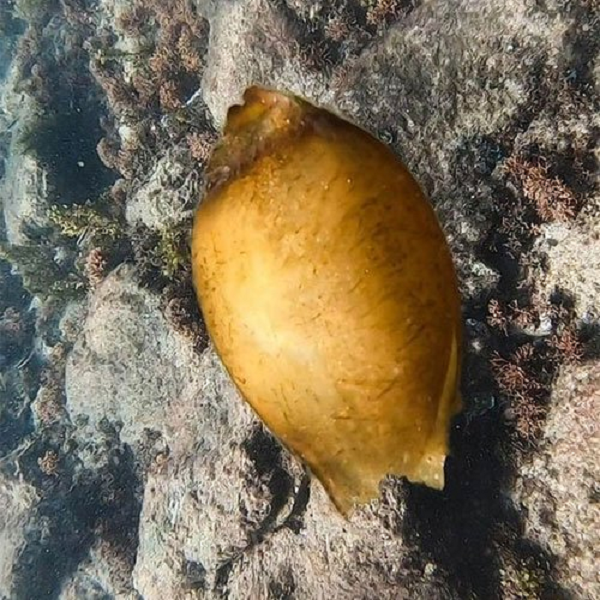 Anh chàng đã đăng tải hình ảnh lên Instagram để khoe mọi người về thứ mình vừa tìm được. Không ngờ bức ảnh nhận được sự chú ý cực lớn vì đây là sản vật vô cùng quý hiếm của đại dương.