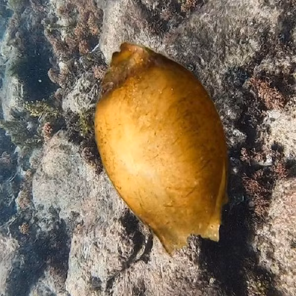 Anh chàng đã đăng tải hình ảnh lên Instagram để khoe mọi người về thứ mình vừa tìm được. Không ngờ bức ảnh nhận được sự chú ý cực lớn vì đây là sản vật vô cùng quý hiếm của đại dương.