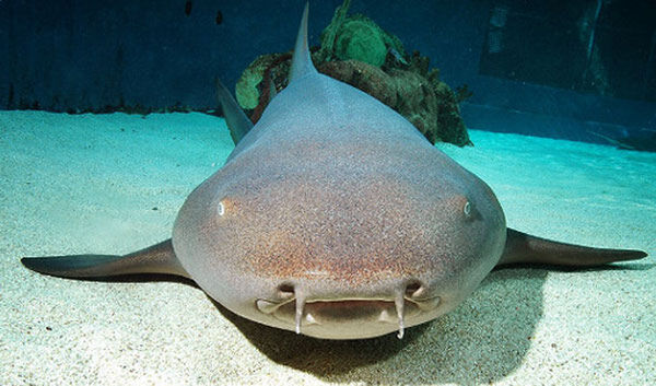 Cá mập miệng bản lề là những cư dân hiền lành sống dưới đáy biển, chúng di chuyển rất chậm và hầu như không tấn công con người.