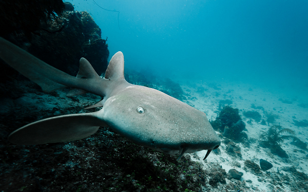 Những con cá mập miệng bản lề đực thường cọ sát vào con cái rồi kéo chúng vào những vùng nước sâu hơn để kết đôi. Cá mập miệng bản lề có lẽ được đặt tên như vậy vì những âm thanh sục sạo phát ra từ những bó cơ trong cổ họng của chúng.