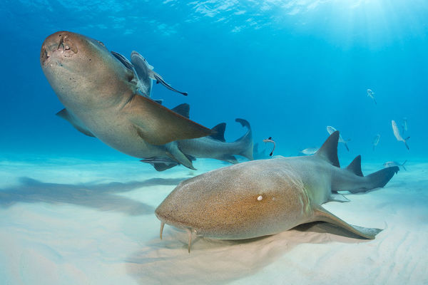 Cá mập miệng bản lề thường có màu nâu xám và sở hữu thêm chiếc vây đuôi đặc trưng có chiều dài bằng một phần tư chiều dài cơ thể. Đặc biệt, không giống như hầu hết các loài cá mập khác, cơ thể của cá mập miệng bản lề rất mềm mại.